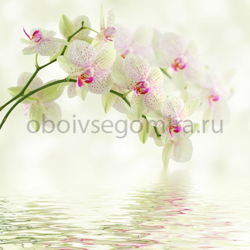 Фрески Цветы Орхидеи ID12674