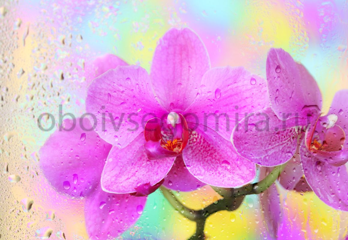Фрески Цветы Орхидеи ID11745