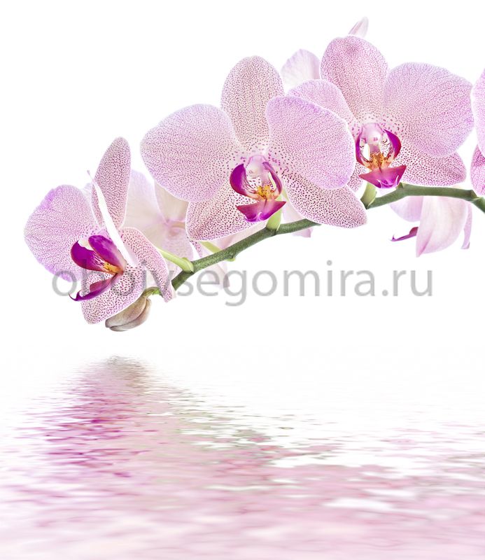 Фрески Цветы Орхидеи ID11752