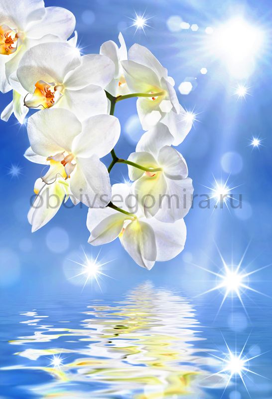 Фрески Цветы Орхидеи 7229