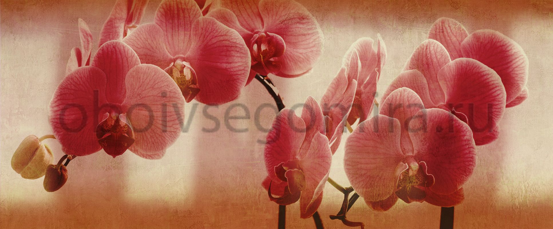 Фрески Цветы Орхидеи ID135671