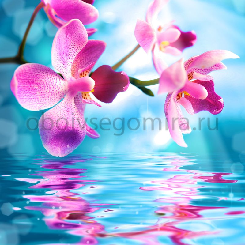 Фрески Цветы Орхидеи 7230