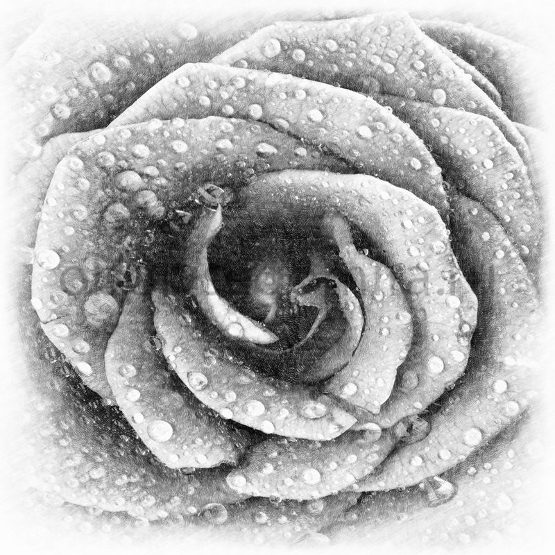 Фрески Цветы Розы SA7164