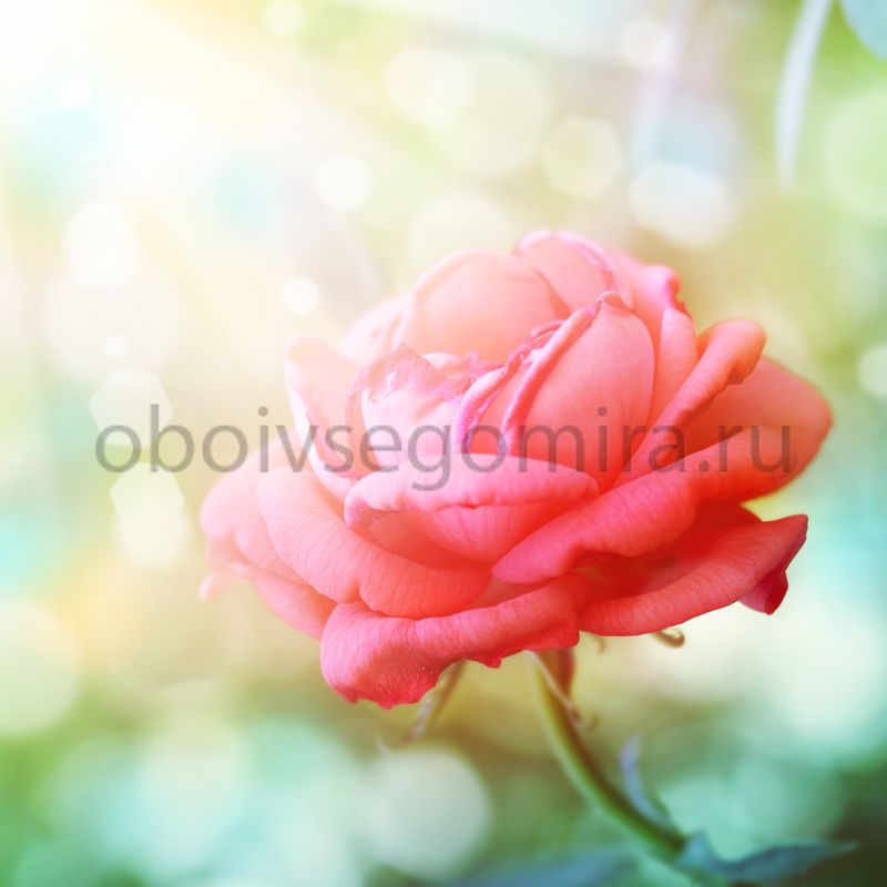 Фрески Цветы Розы ID11726
