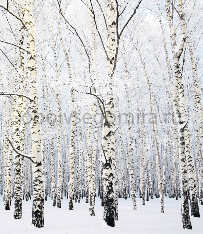Фрески Пейзажи Зима ID13531