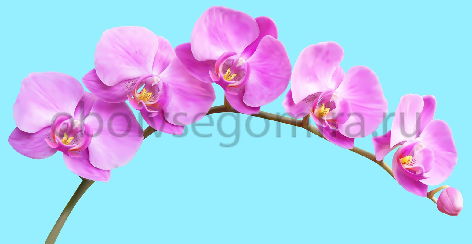 Фрески Цветы Орхидеи 7196
