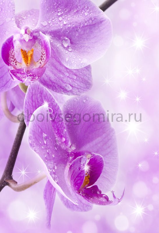 Фрески Цветы Орхидеи ID11759