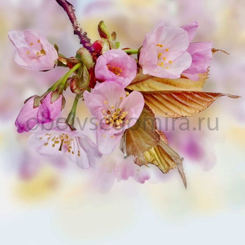 Фрески Цветы Сакура ID11815