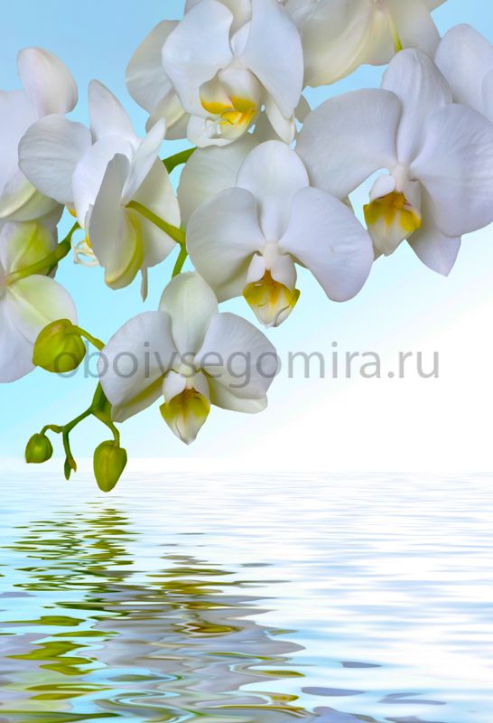 Фрески Цветы Орхидеи 7225