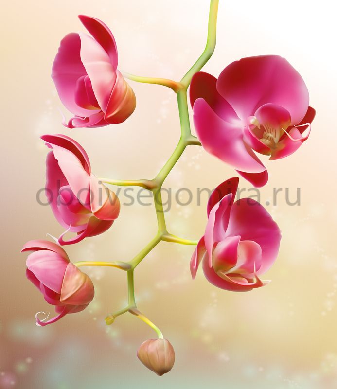 Фрески Цветы Орхидеи 7179
