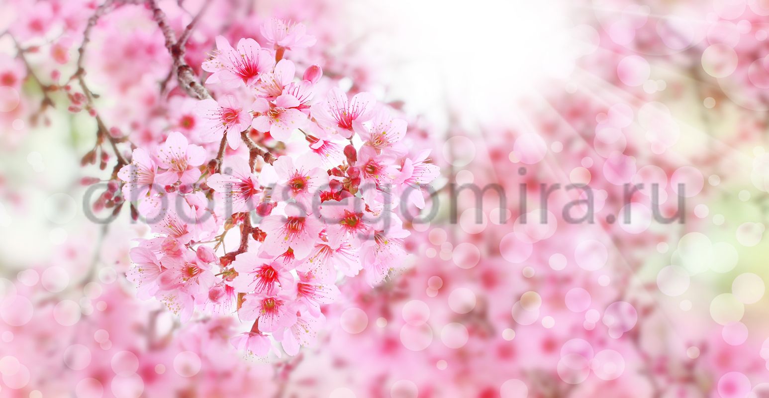 Фрески Цветы Сакура ID11680