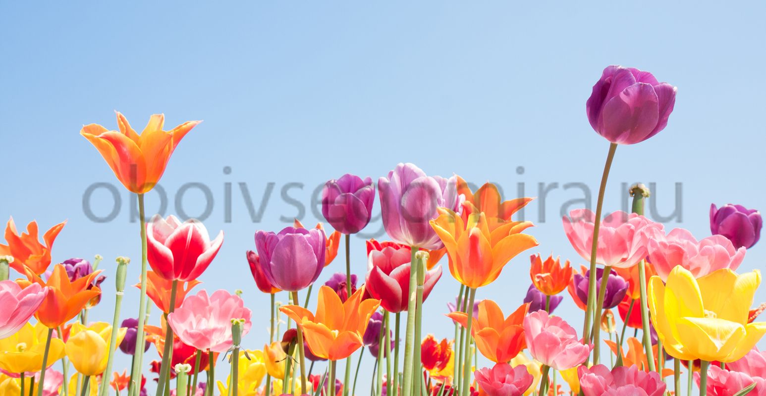 Фрески Цветы Тюльпаны ID12719