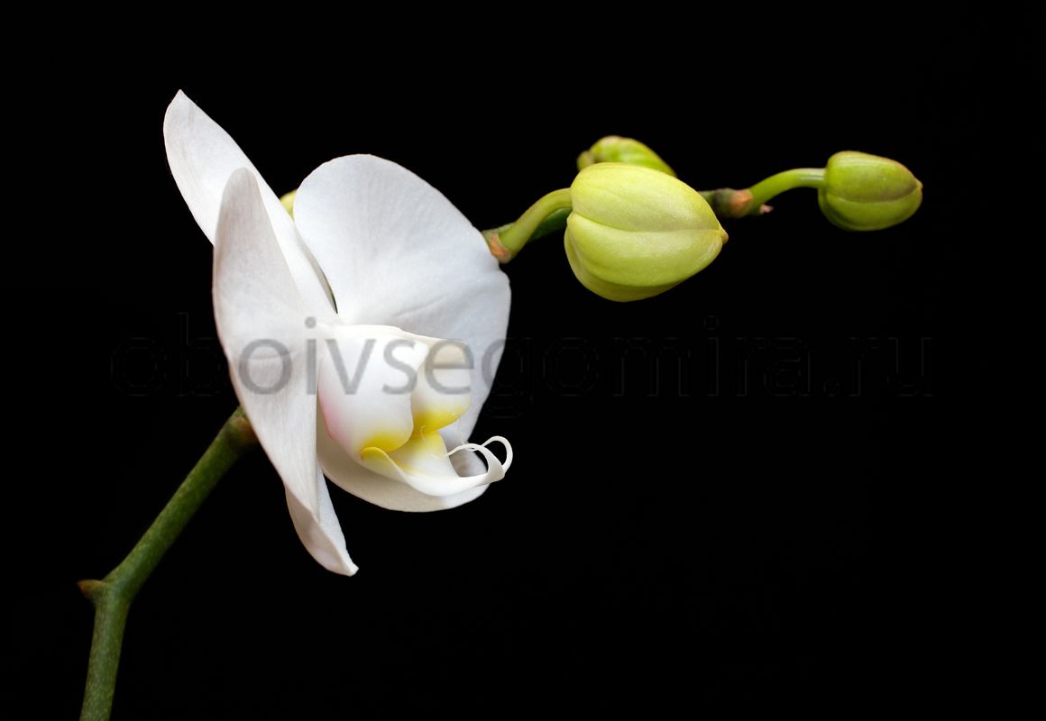 Фрески Цветы Орхидеи ID12358