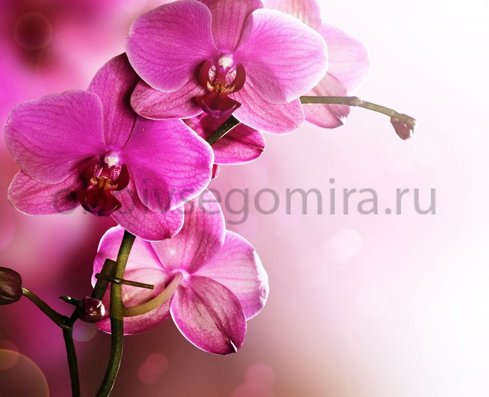 Фрески Цветы Орхидеи ID12703