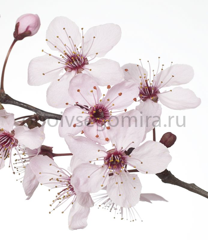 Фрески Цветы Сакура ID12708