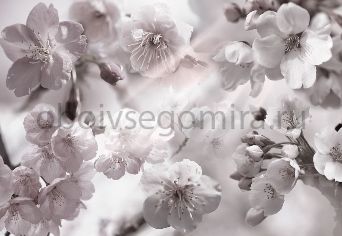 Фрески Цветы Сакура 7067