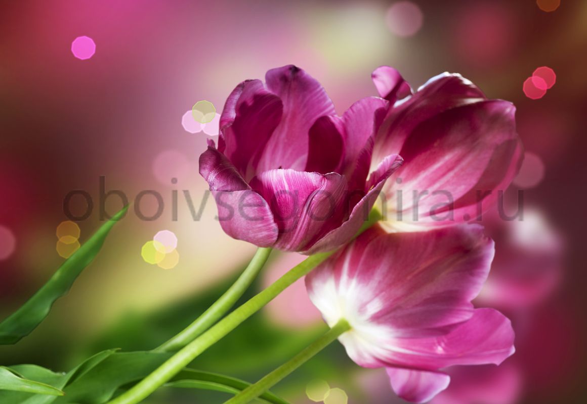 Фрески Цветы Тюльпаны ID12722