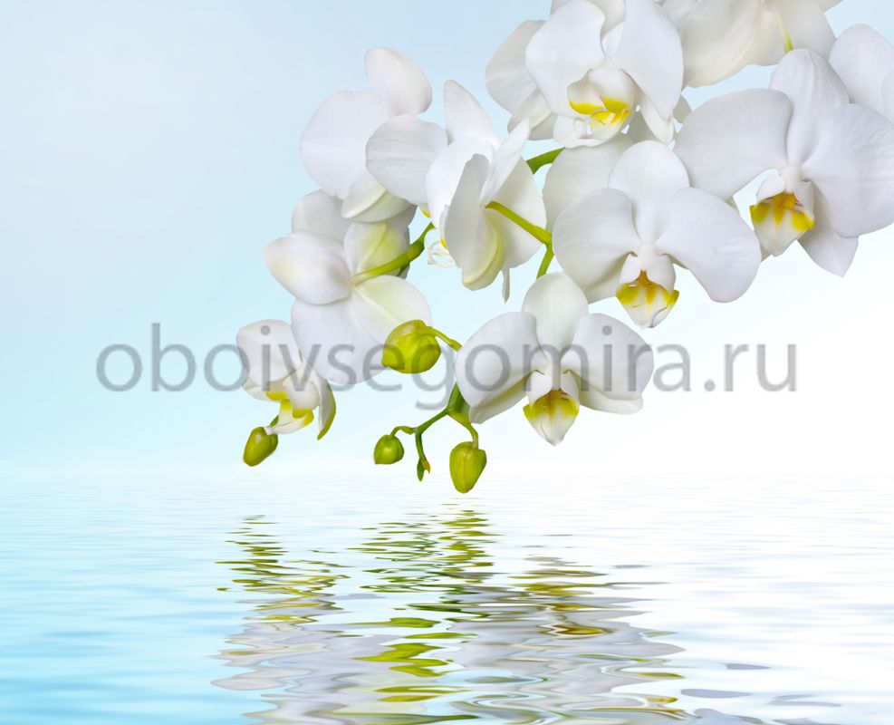 Фрески Цветы Орхидеи ID12673