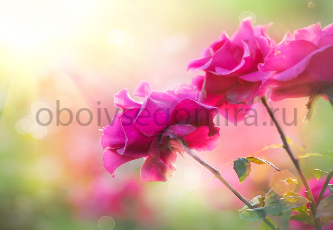 Фрески Цветы Розы ID12772