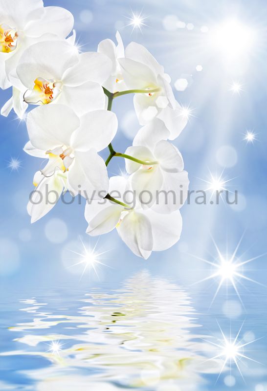 Фрески Цветы Орхидеи ID11769