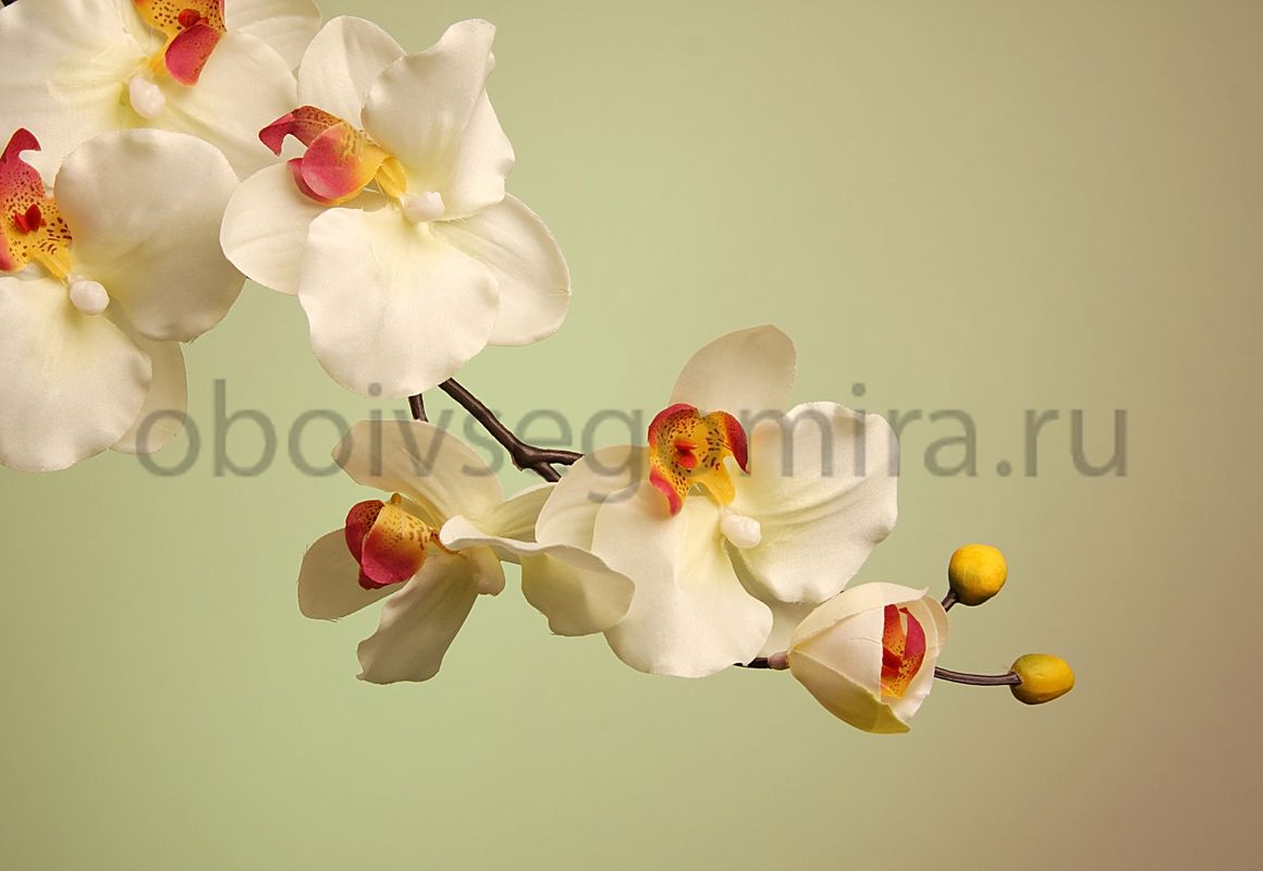 Фрески Цветы Орхидеи ID12687