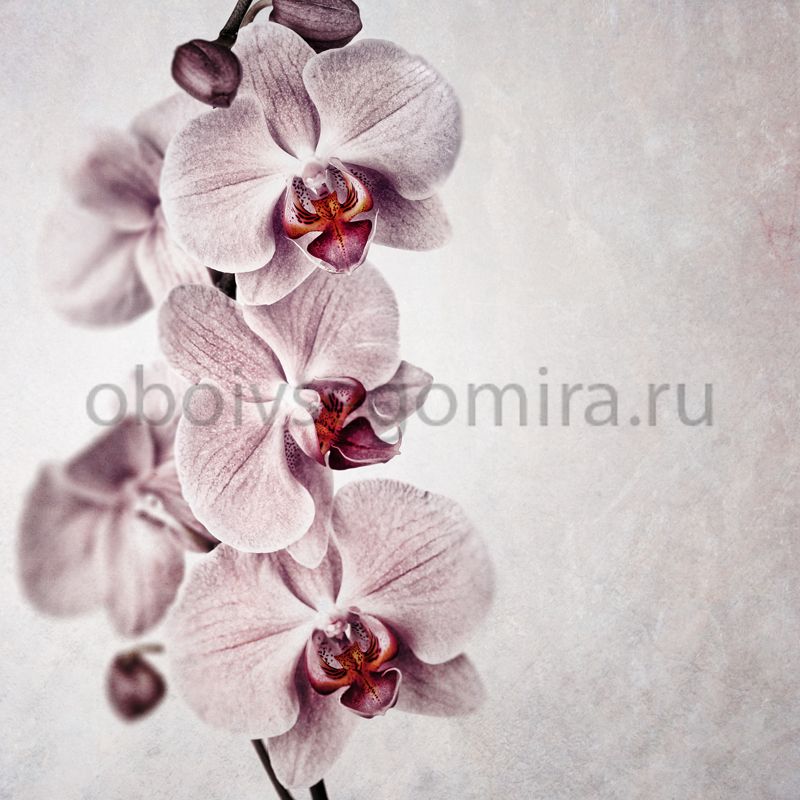 Фрески Цветы Орхидеи ID13319