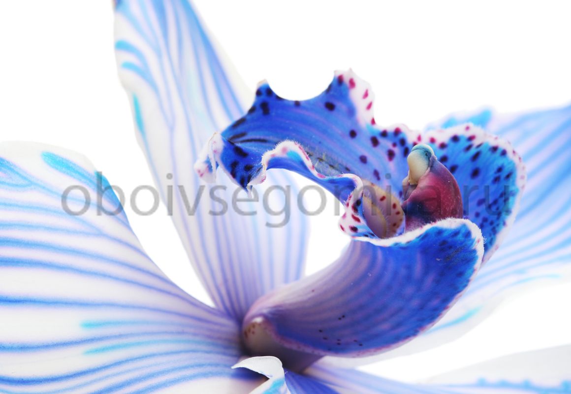 Фрески Цветы Орхидеи ID12638