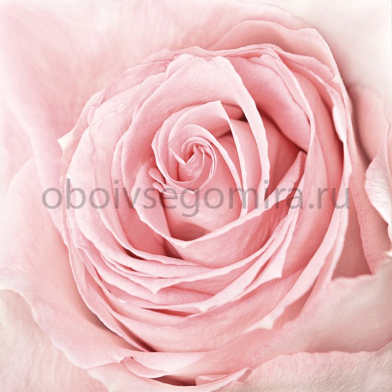 Фрески Цветы Розы ID12825