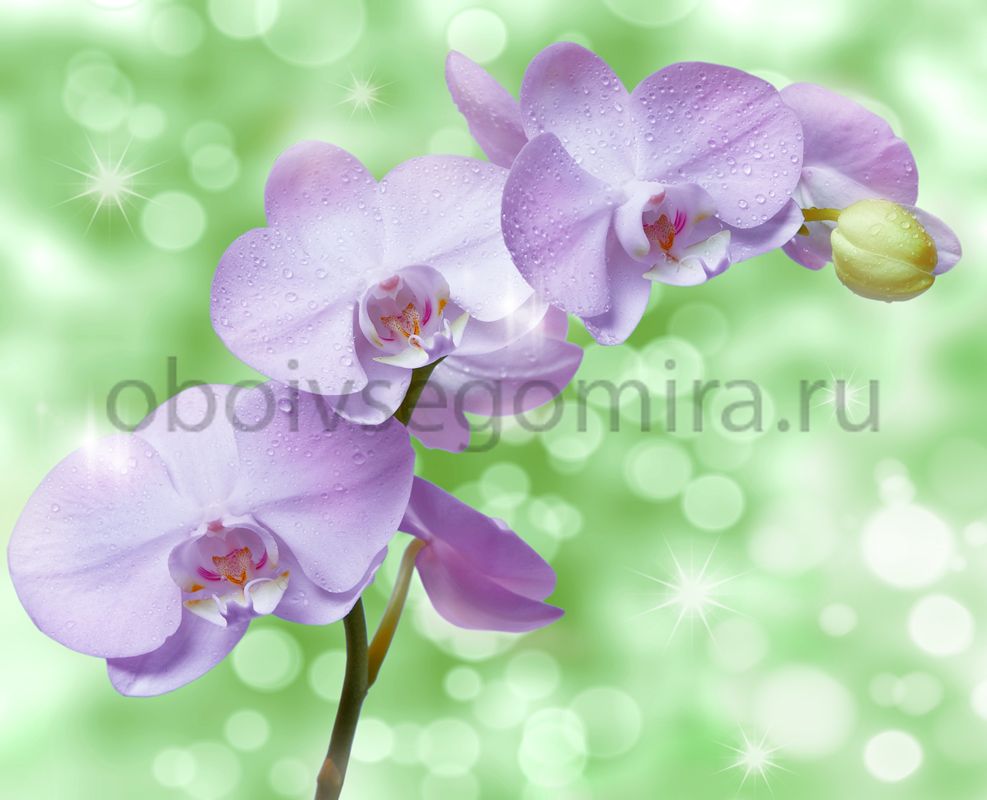 Фрески Цветы Орхидеи ID11766