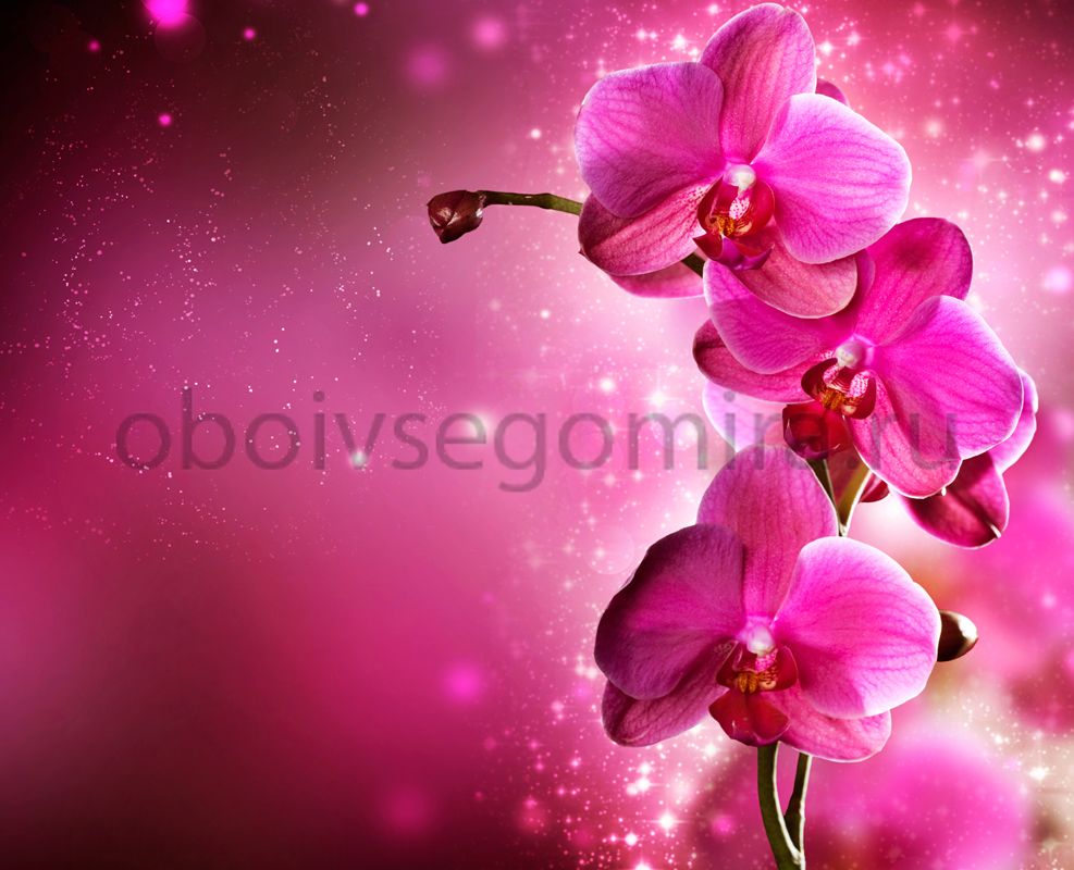Фрески Цветы Орхидеи ID12709