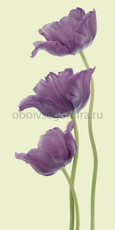 Фрески Цветы Тюльпаны ID12800