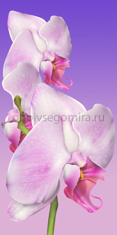 Фрески Цветы Орхидеи 7188