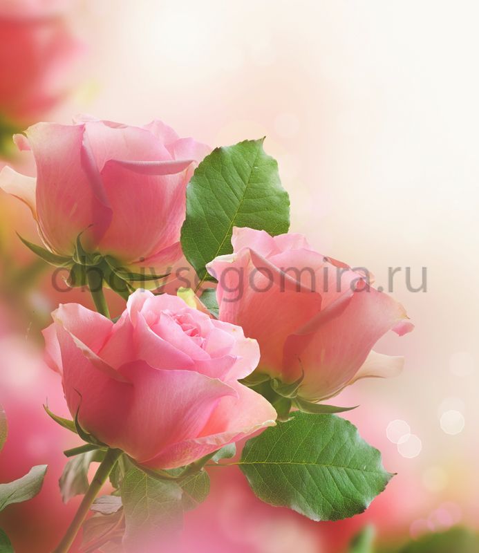 Фрески Цветы Розы 7211