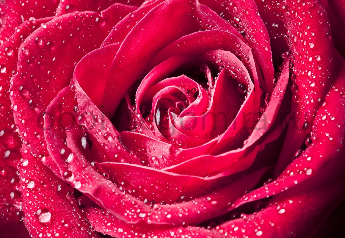 Фрески Цветы Розы ID12670