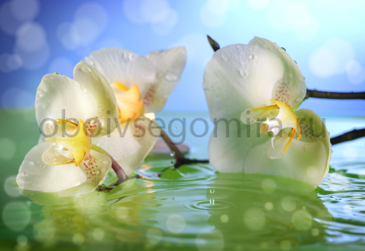 Фрески Цветы Орхидеи ID11746