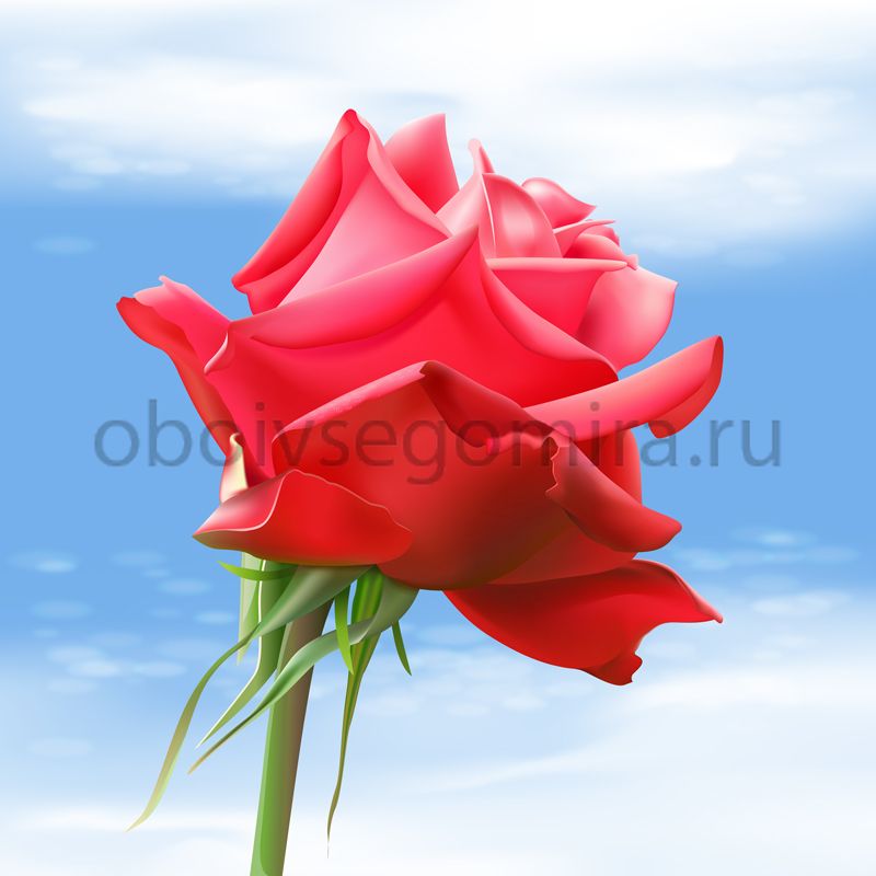 Фрески Цветы Розы ID13229