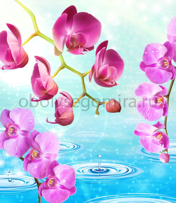 Фрески Цветы Орхидеи ID13227