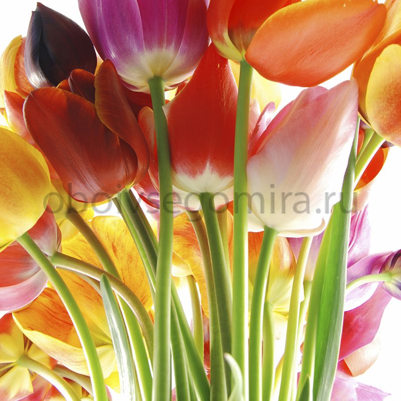 Фрески Цветы Тюльпаны ID12689