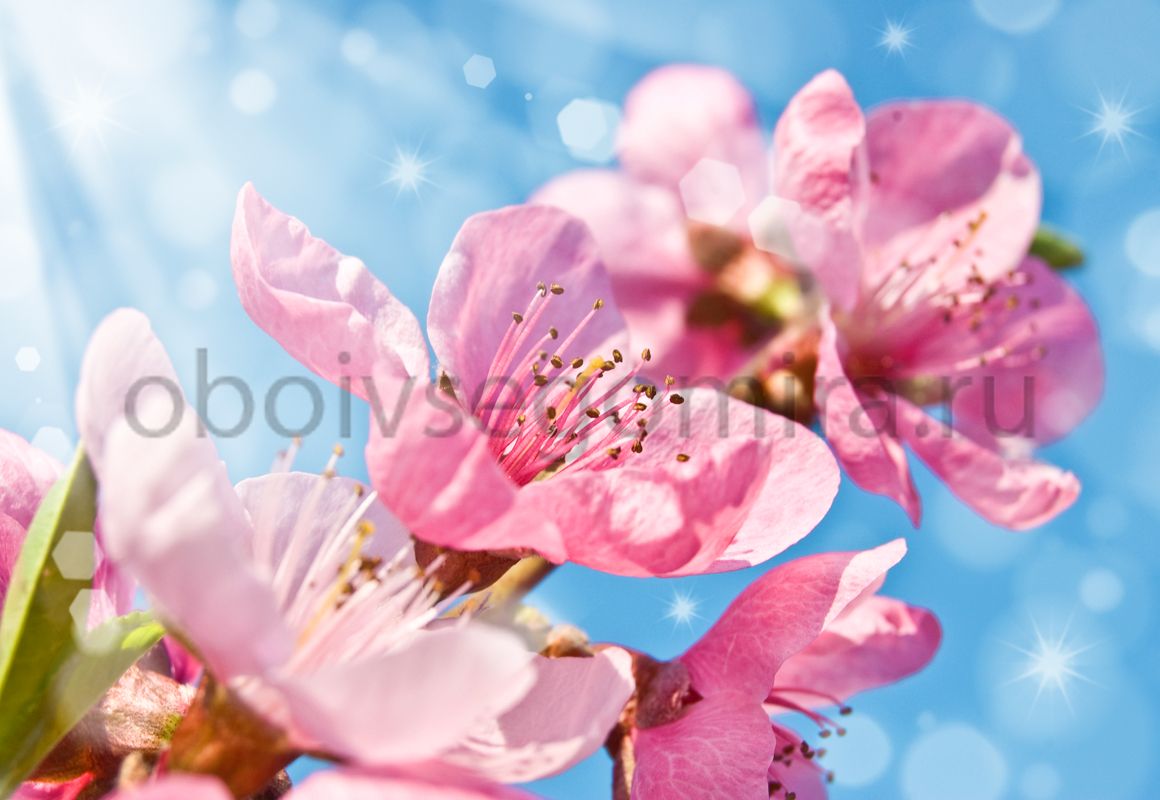 Фрески Цветы Сакура 7231