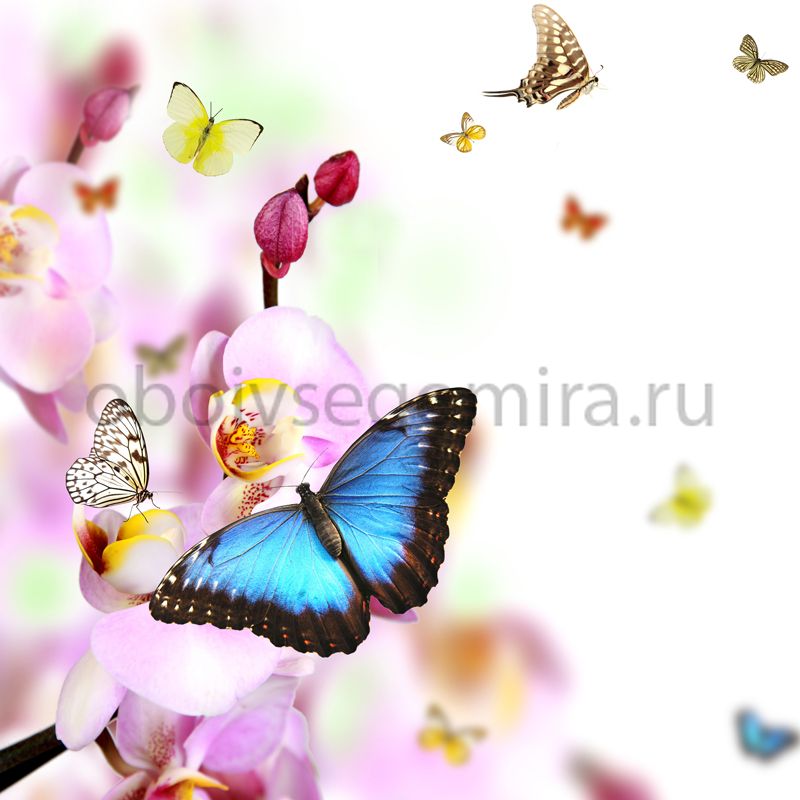 Фрески Цветы Бабочки ID12727