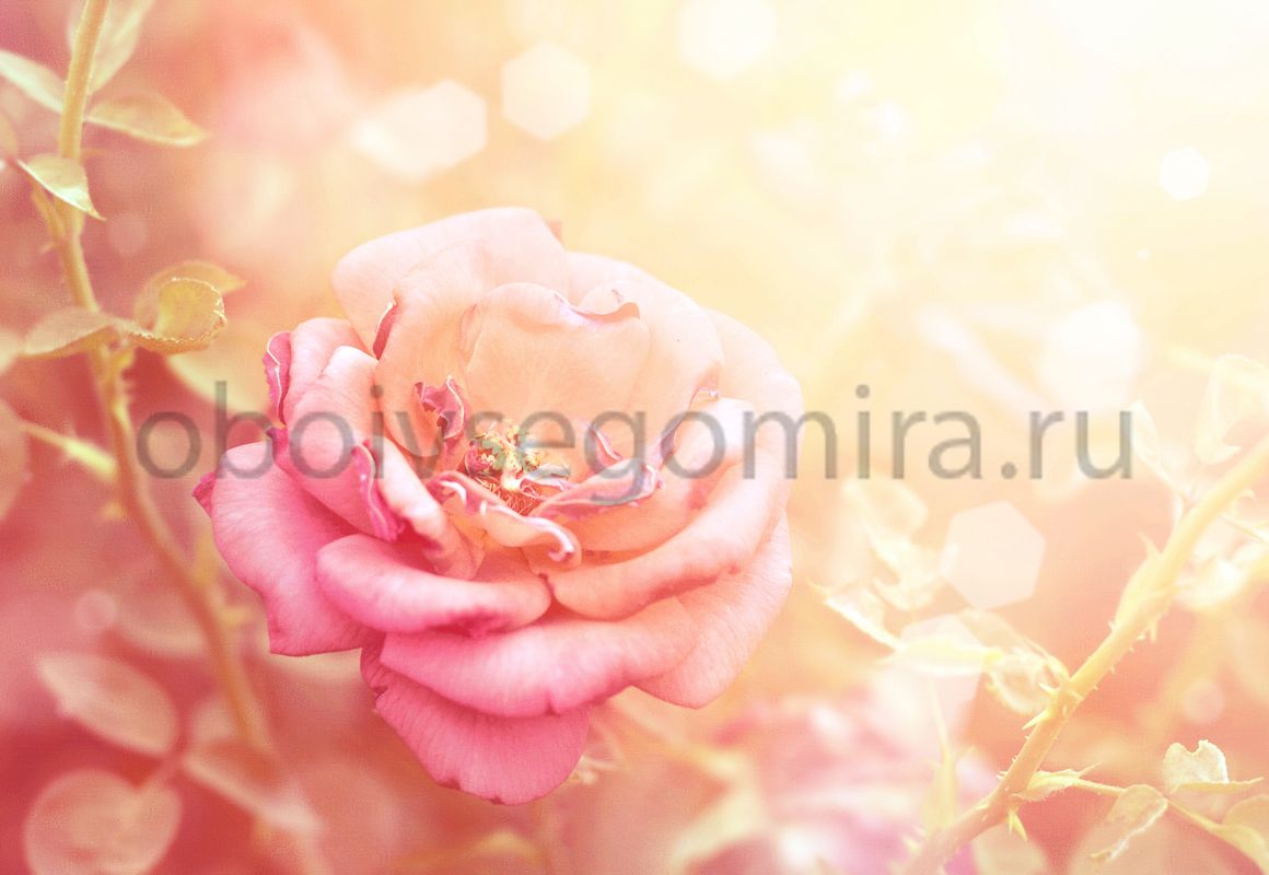 Фрески Цветы Розы ID11723