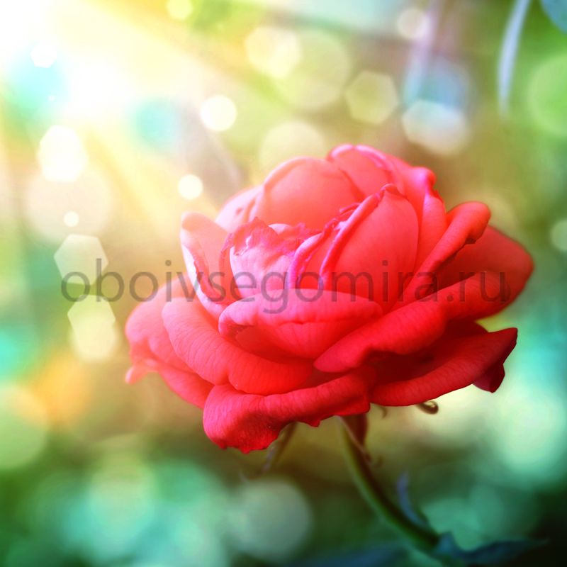 Фрески Цветы Розы 7226