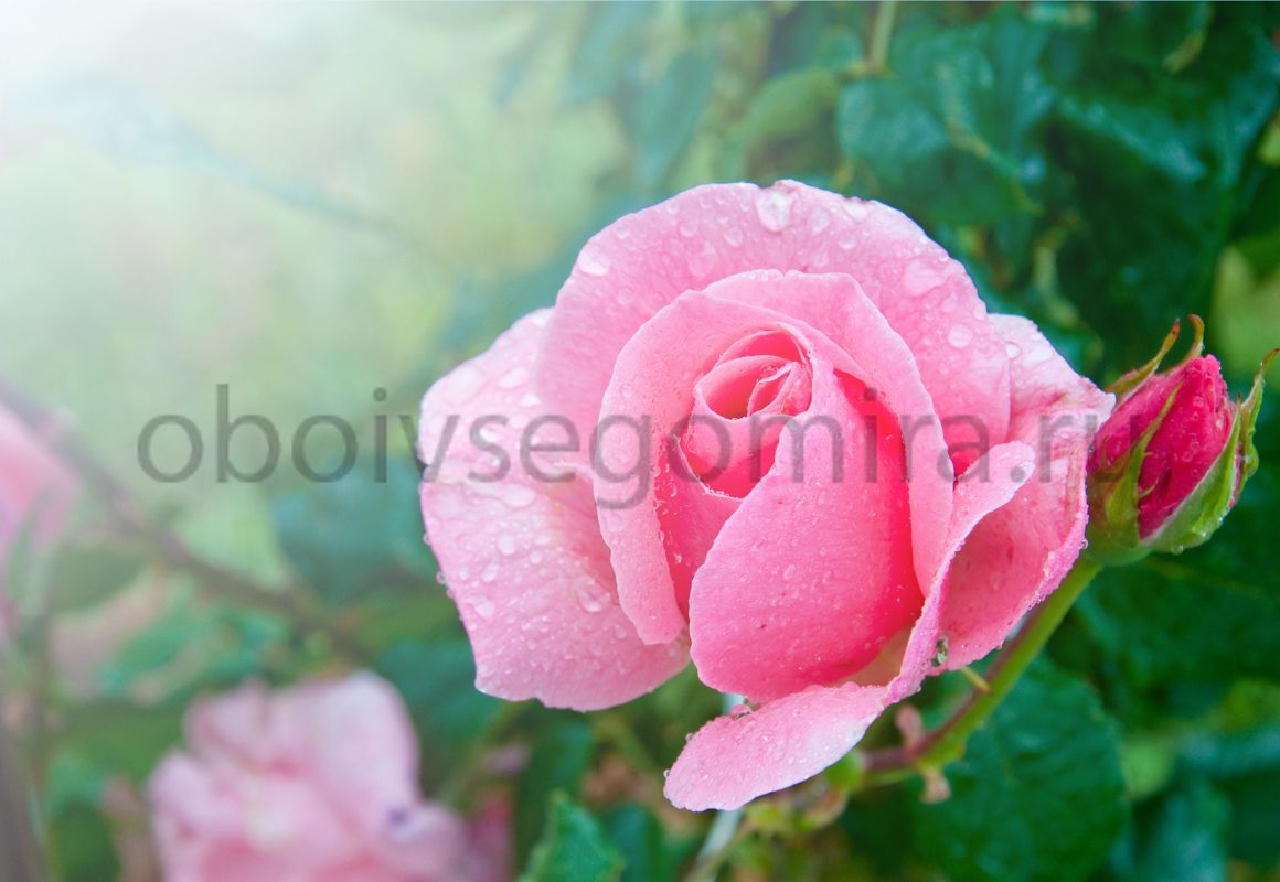Фрески Цветы Розы ID12213