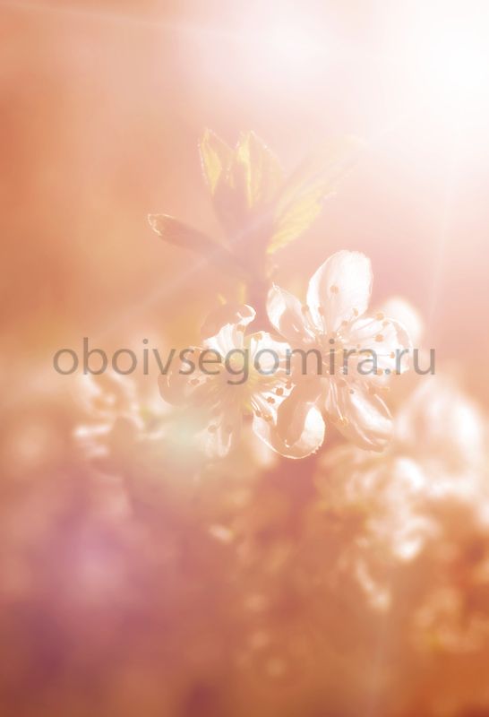 Фрески Цветы Сакура ID11810