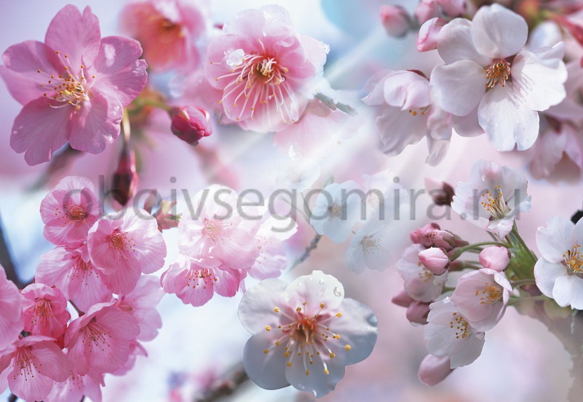 Фрески Цветы Сакура 7066