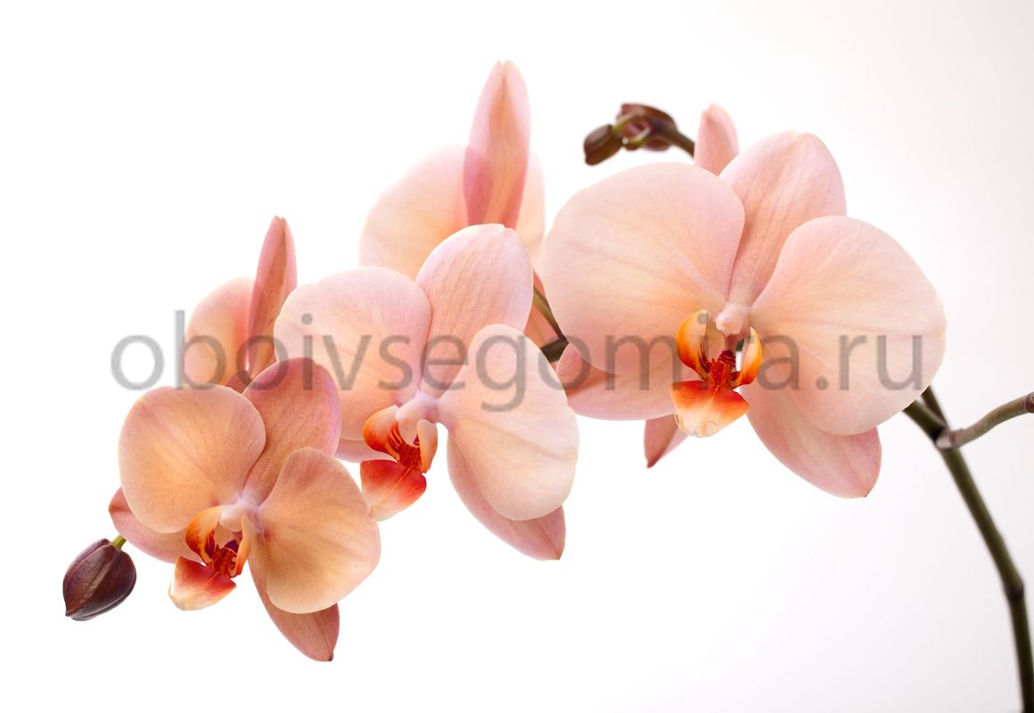 Фрески Цветы Орхидеи 7224