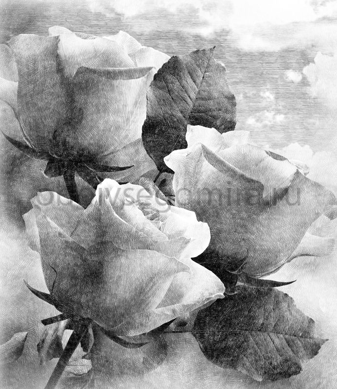 Фрески Цветы Розы SA7166