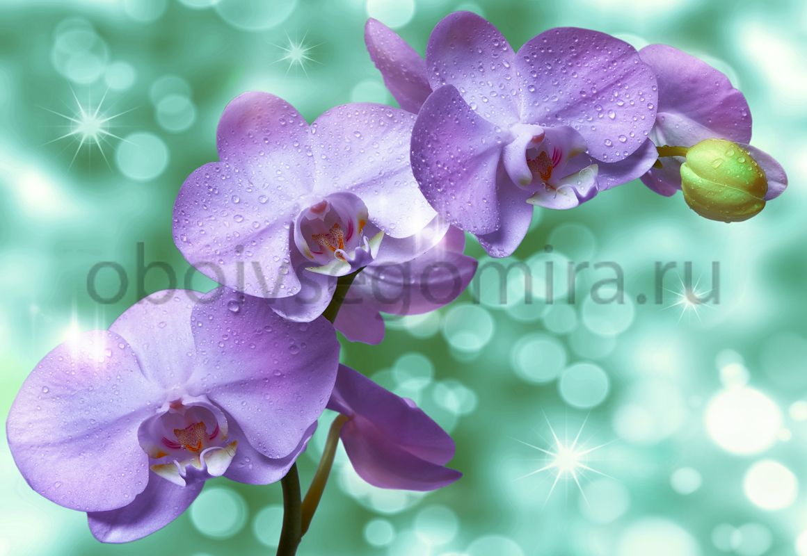 Фрески Цветы Орхидеи 7213